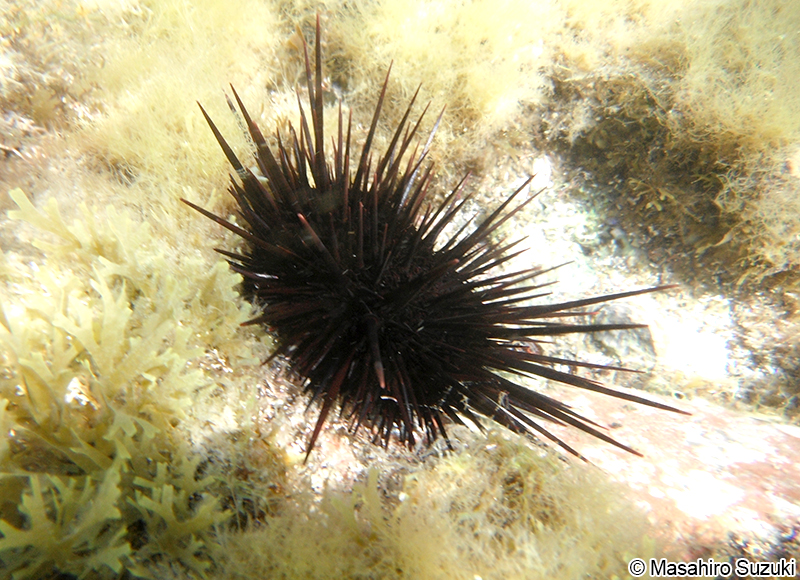 ムラサキウニ Heliocidaris crassispina