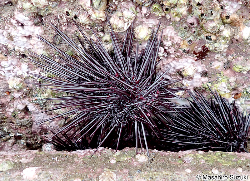 ムラサキウニ Heliocidaris crassispina
