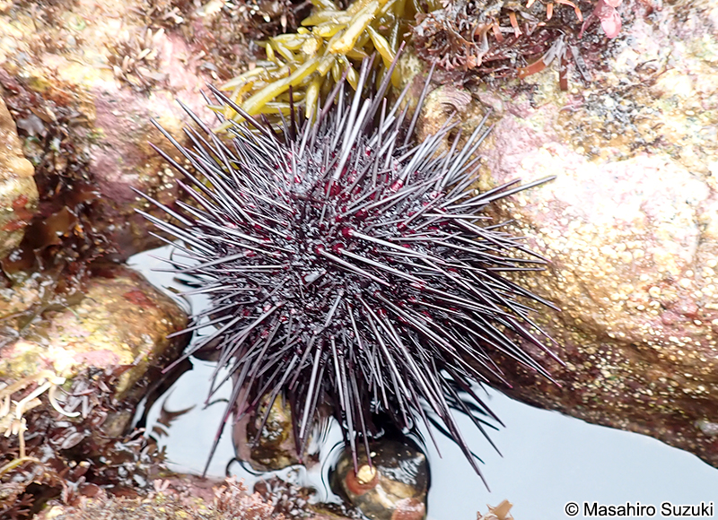 ムラサキウニ Heliocidaris crassispina