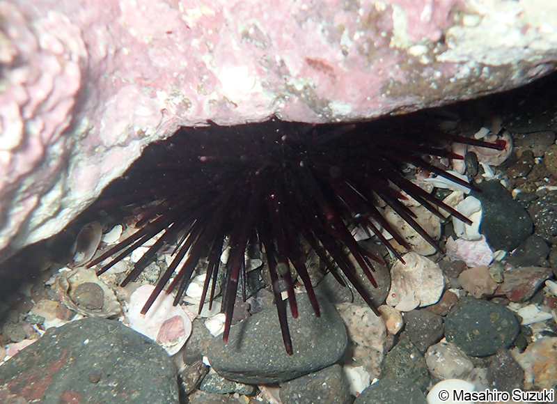 ムラサキウニ Heliocidaris crassispina