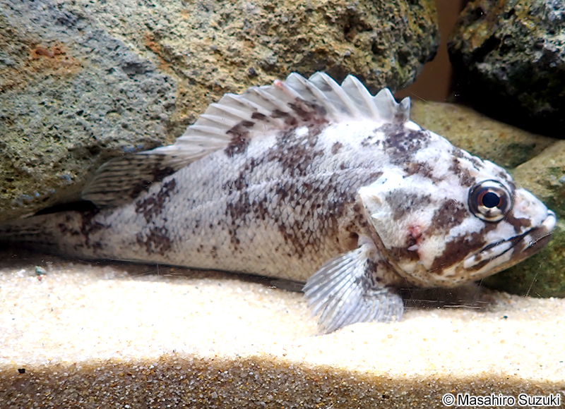 ムラソイ Sebastes pachycephalus