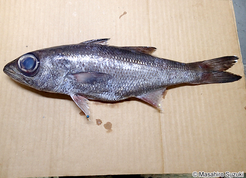 ムツ Scombrops boops