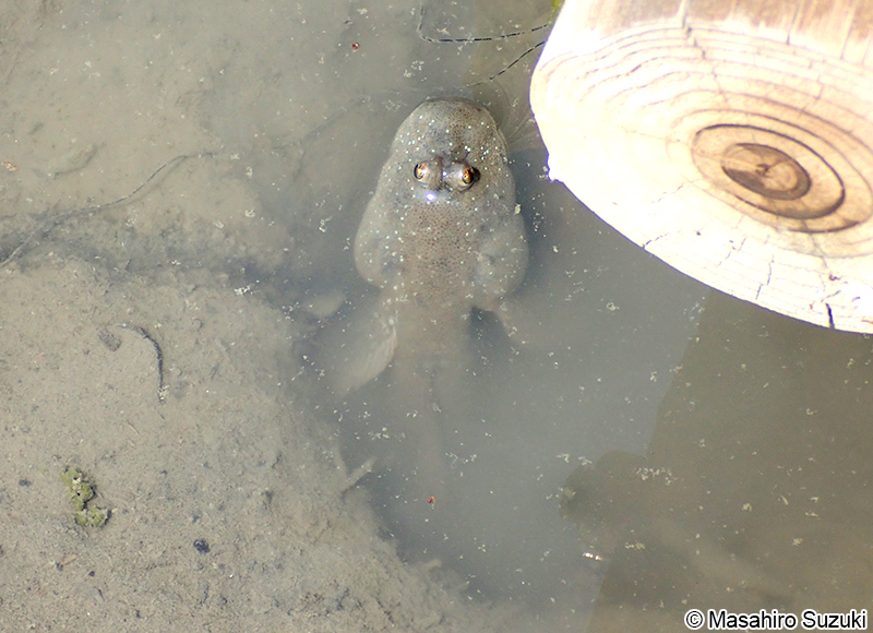 ムツゴロウ Boleophthalmus pectinirostris