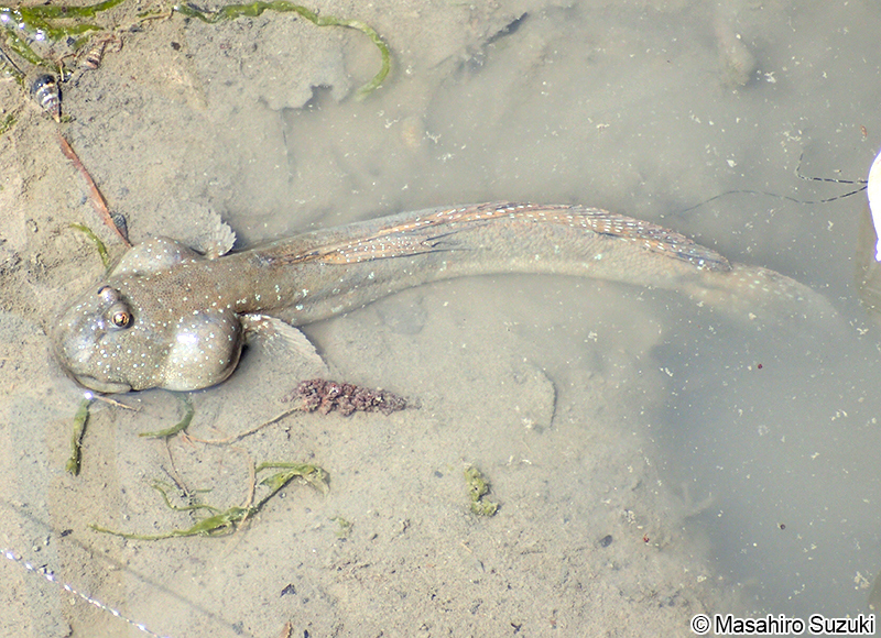 ムツゴロウ Boleophthalmus pectinirostris