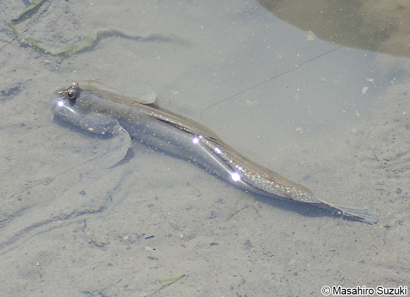 ムツゴロウ Boleophthalmus pectinirostris