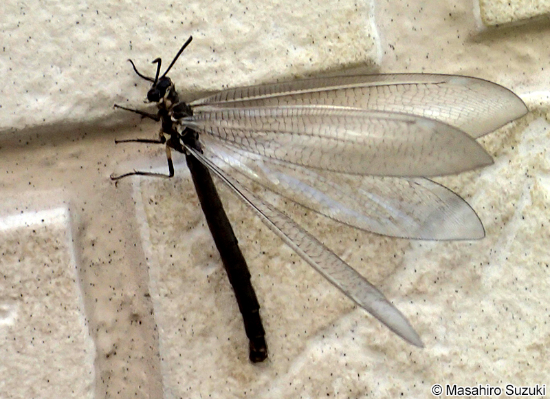 ウスバカゲロウ科の1種 Myrmeleontidae sp.