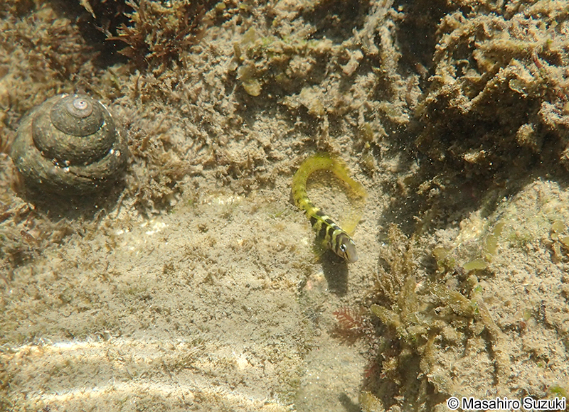 ナベカ Omobranchus elegans