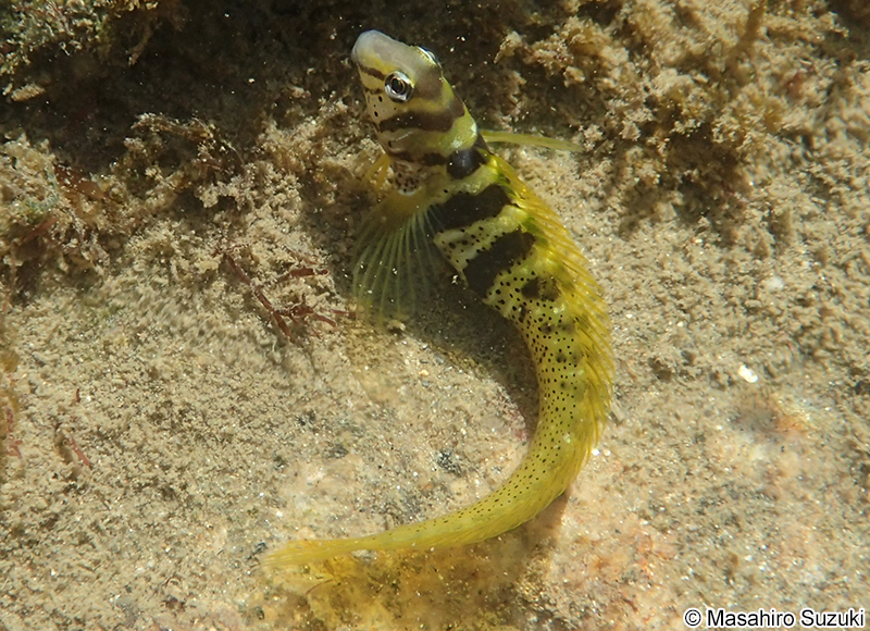 ナベカ Omobranchus elegans