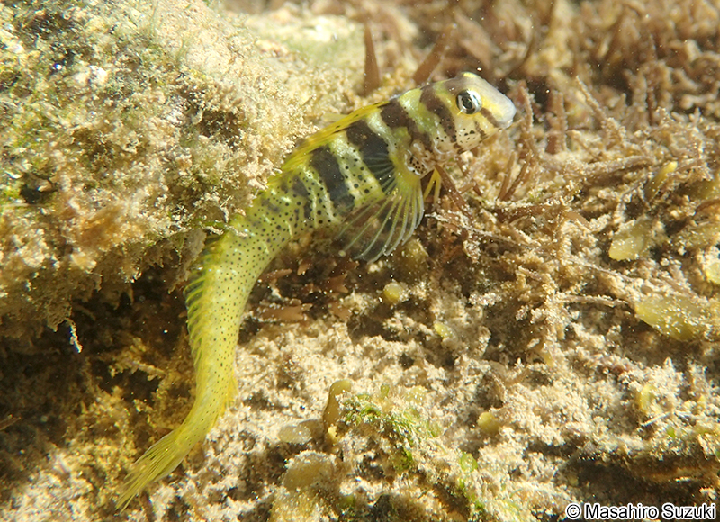 ナベカ Omobranchus elegans