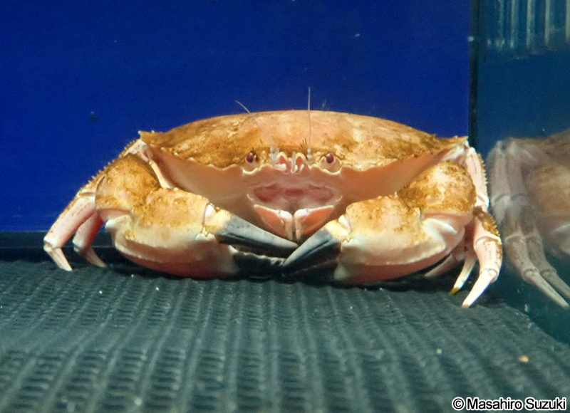 ナダイチョウガニ Romaleon nadaense