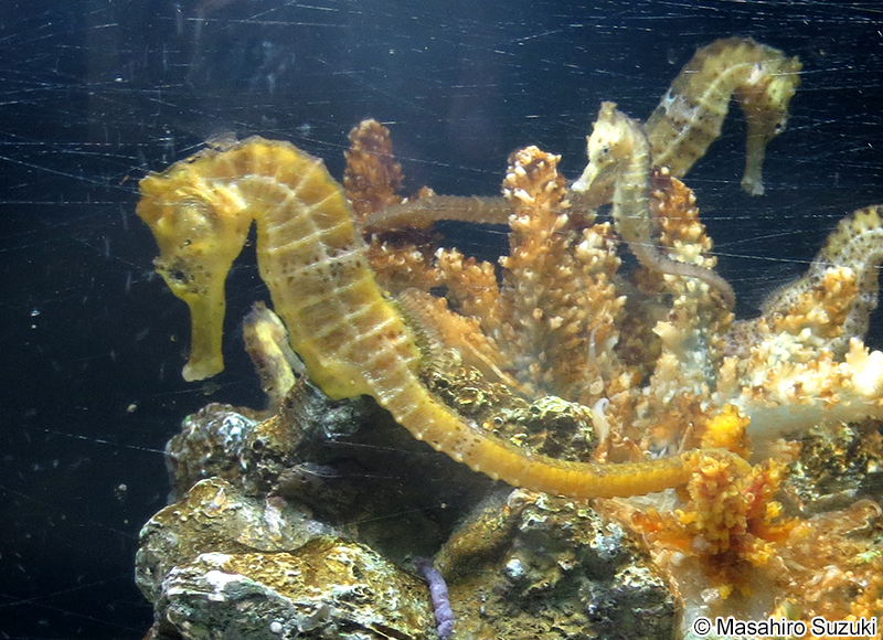 ナガバナタツ Hippocampus reidi