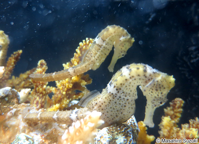 ナガバナタツ Hippocampus reidi
