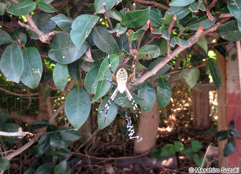 ナガコガネグモ Argiope bruennichi
