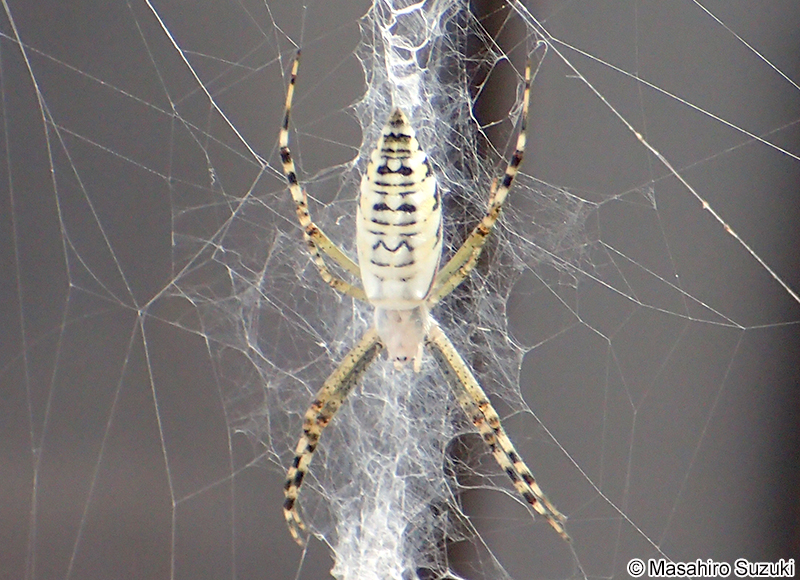 ナガコガネグモ Argiope bruennichi