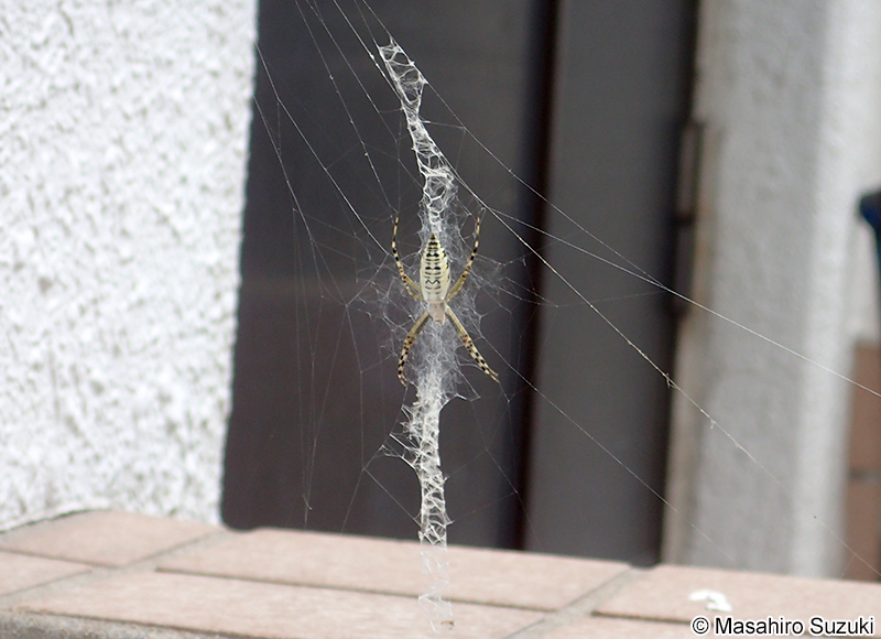 ナガコガネグモ Argiope bruennichi