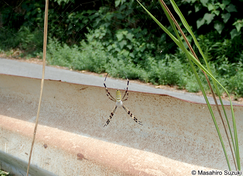 ナガコガネグモ Argiope bruennichi