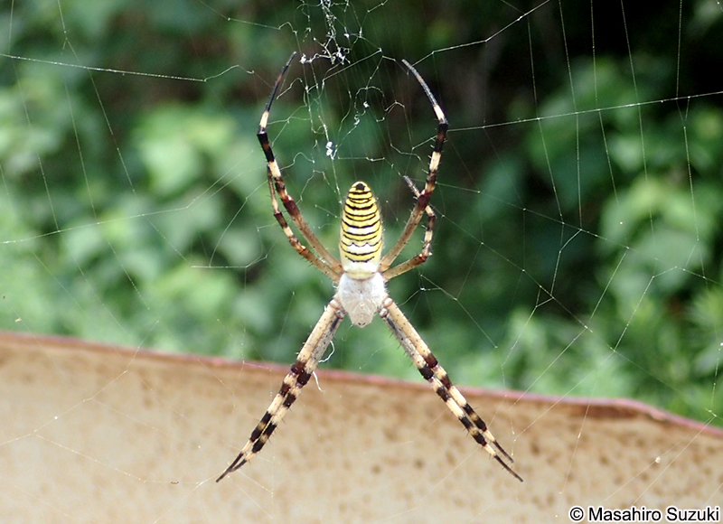 ナガコガネグモ Argiope bruennichi