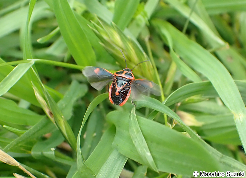 ナガメ Eurydema rugosa
