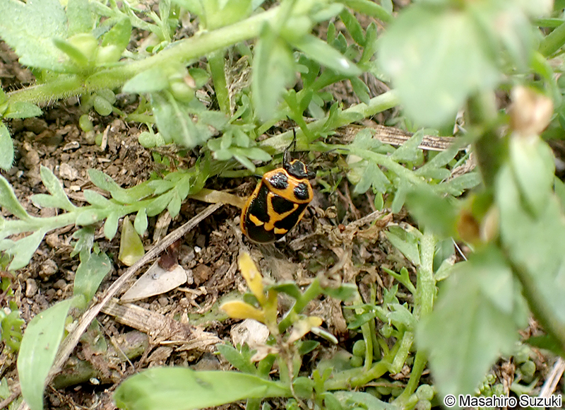 ナガメ Eurydema rugosa