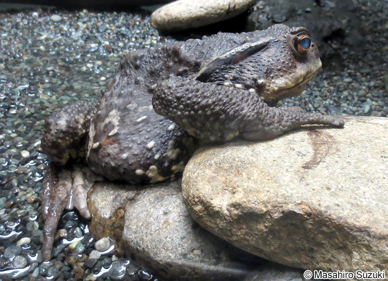 ナガレヒキガエル Bufo torrenticola