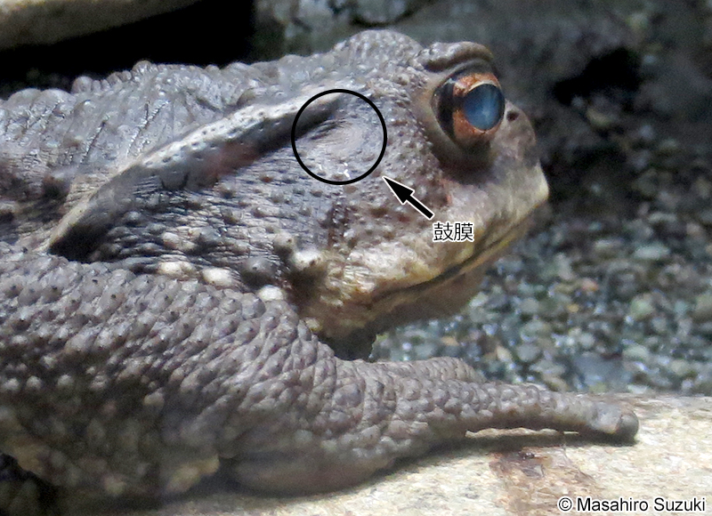 ナガレヒキガエル Bufo torrenticola