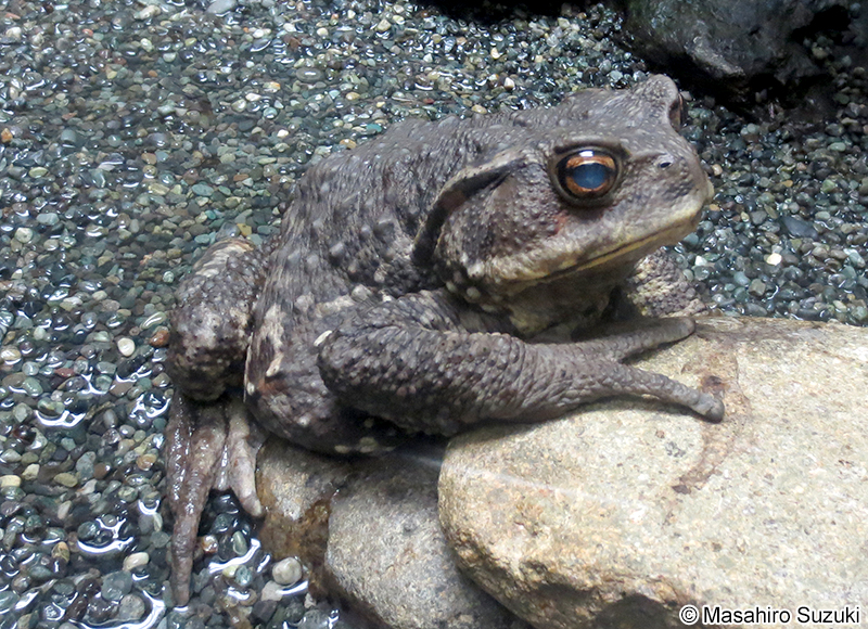 ナガレヒキガエル Bufo torrenticola