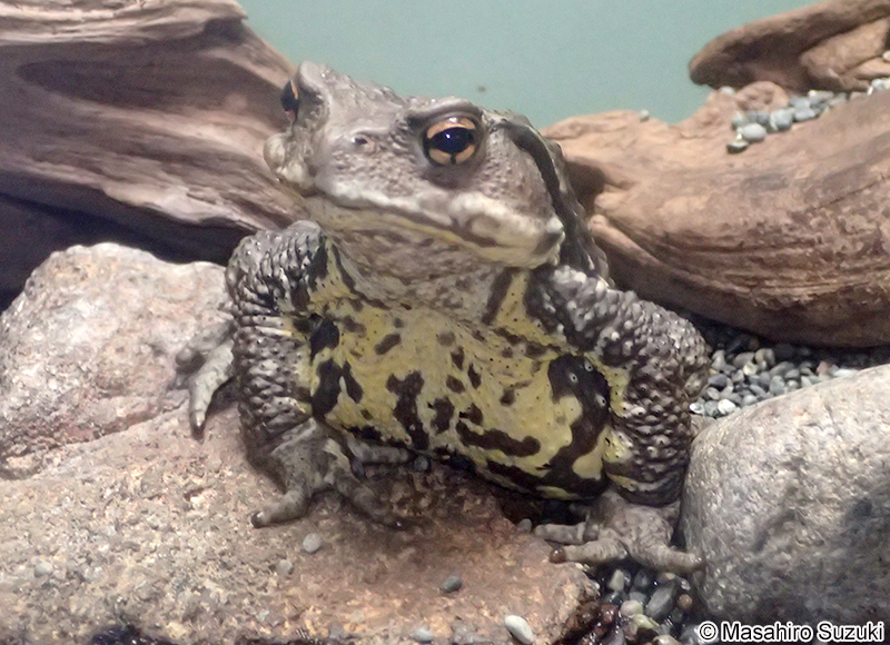 ナガレヒキガエル Bufo torrenticola