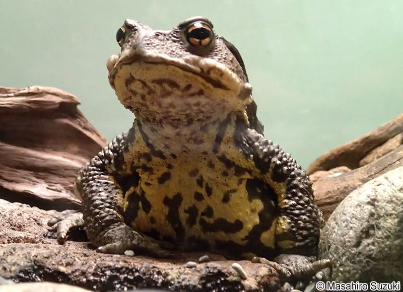 ナガレヒキガエル Bufo torrenticola