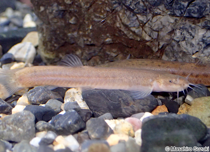ナガレホトケドジョウ Lefua torrentis