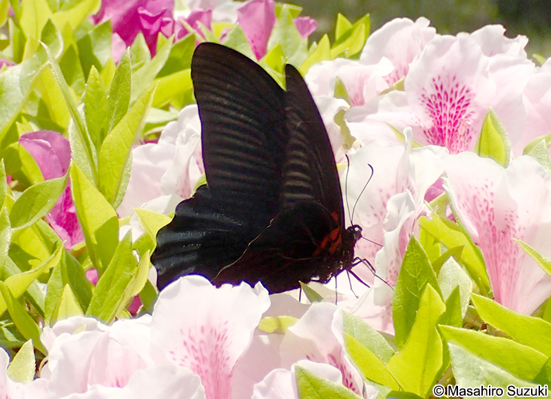 ナガサキアゲハ Papilio memnon