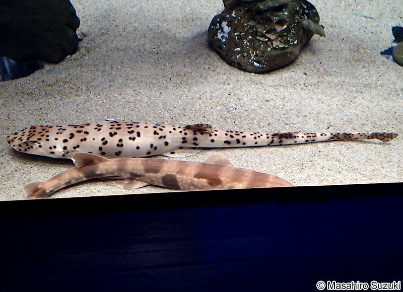 ナガサキトラザメ Halaelurus buergeri