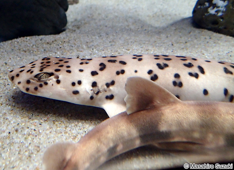 ナガサキトラザメ Halaelurus buergeri