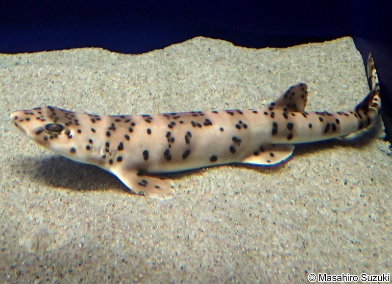 ナガサキトラザメ Halaelurus buergeri