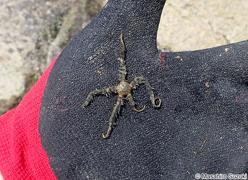 ナガトゲクモヒトデ Ophiothrix (Ophiothrix) exigua