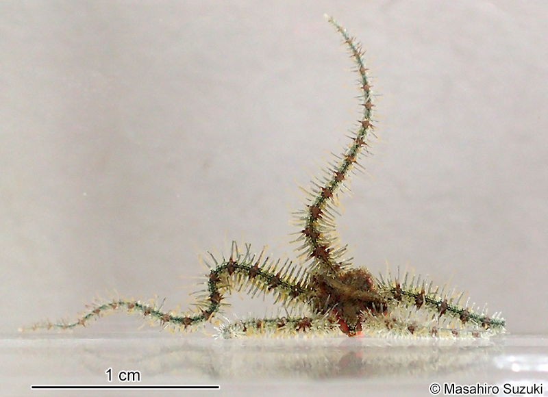 ナガトゲクモヒトデ Ophiothrix (Ophiothrix) exigua