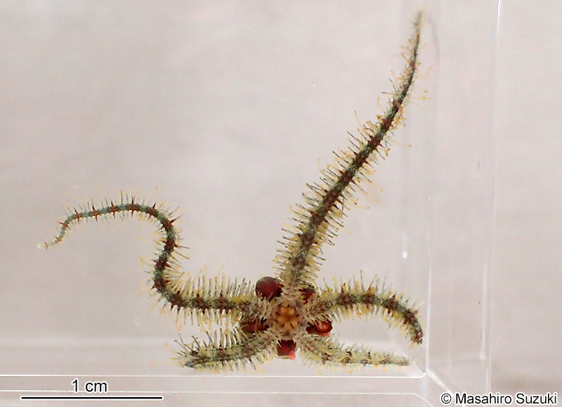 ナガトゲクモヒトデ Ophiothrix (Ophiothrix) exigua