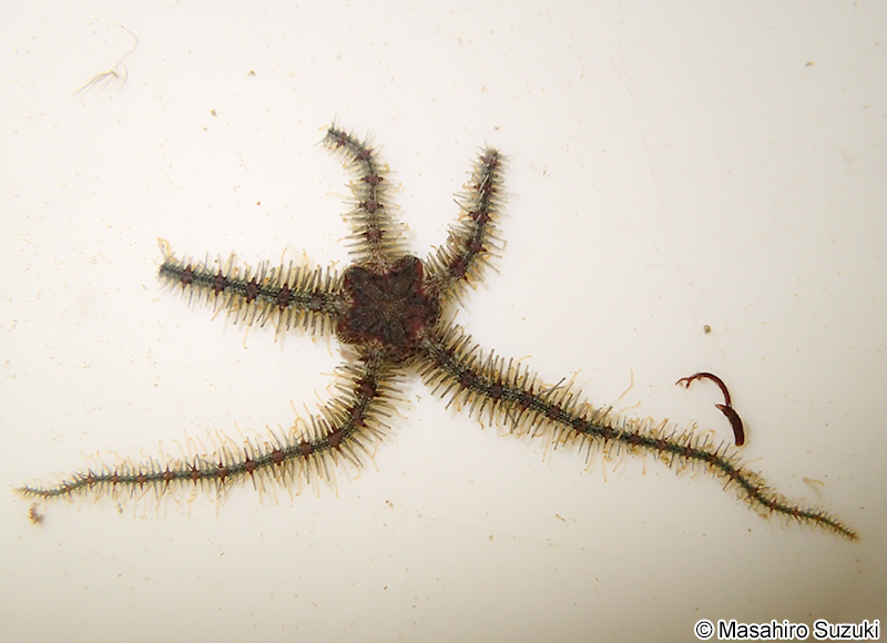 ナガトゲクモヒトデ Ophiothrix (Ophiothrix) exigua