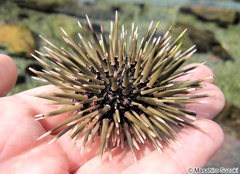 ツマジロナガウニ Echinometra sp. A