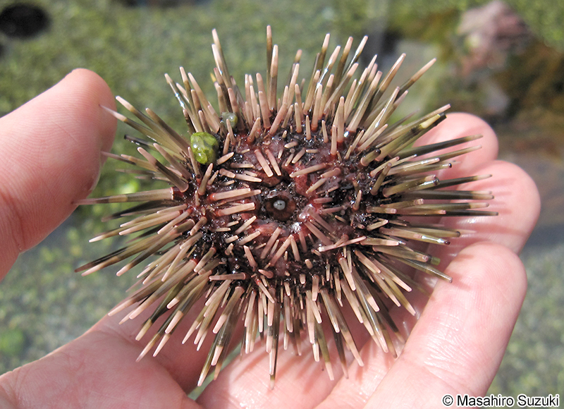 ツマジロナガウニ Echinometra sp. A