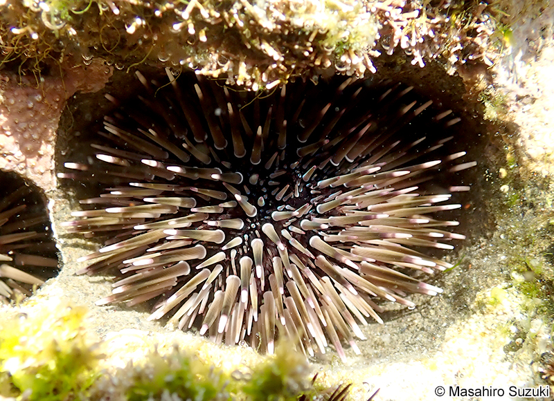 ツマジロナガウニ Echinometra sp. A