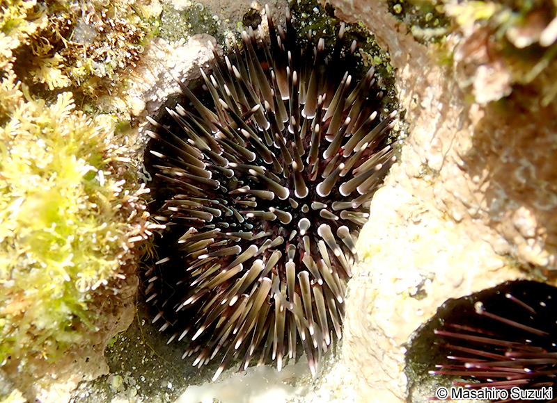 ツマジロナガウニ Echinometra sp. A