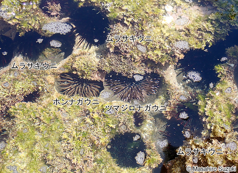 ホンナガウニとツマジロナガウニ