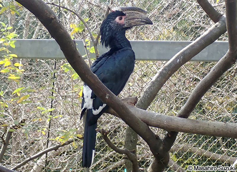 ナキサイチョウ Bycanistes bucinator