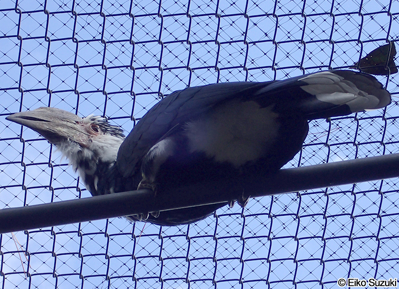 ナキサイチョウ Bycanistes bucinator