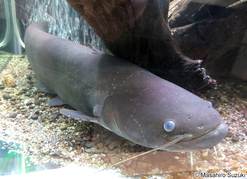 ナマズ Silurus asotus