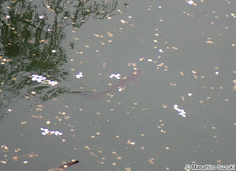 ナマズ Silurus asotus