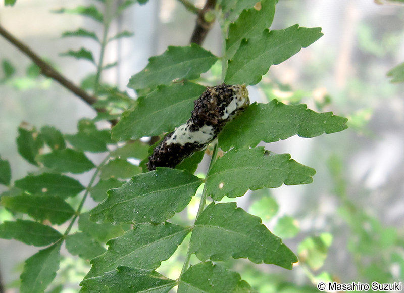 ナミアゲハの二齢幼虫～四齢幼虫