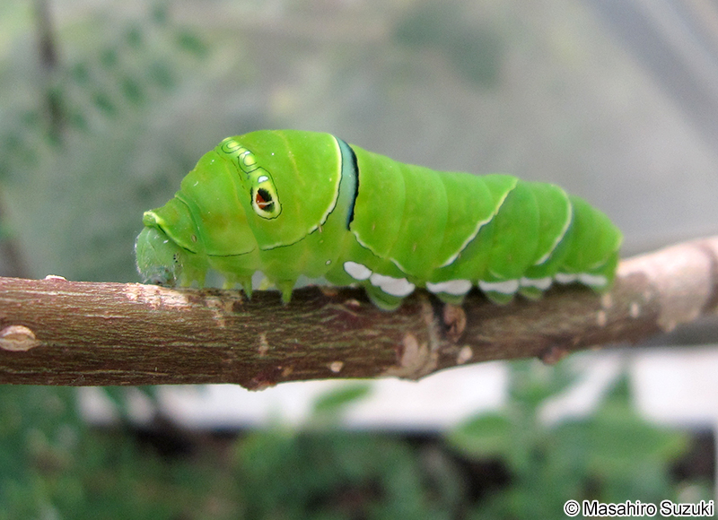 ナミアゲハの五齢幼虫