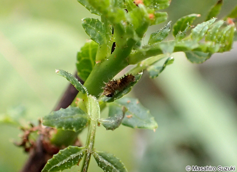 ナミアゲハの一齢幼虫