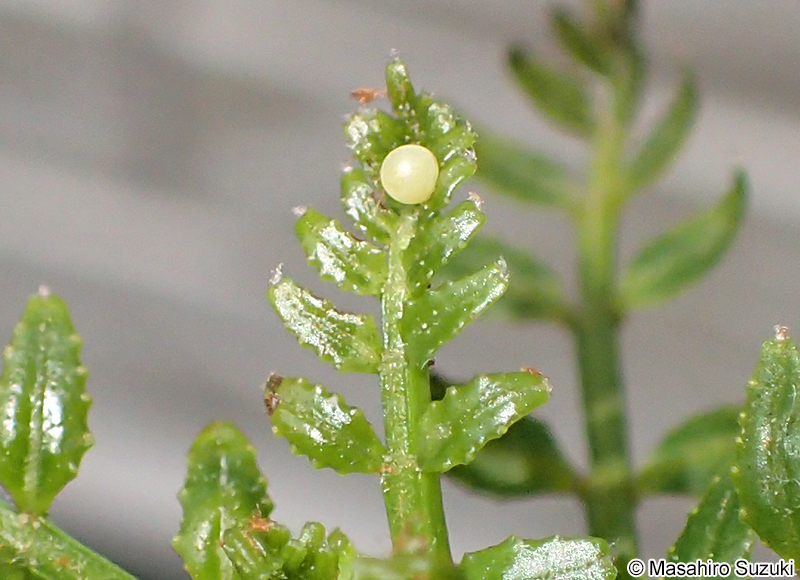 ナミアゲハの卵